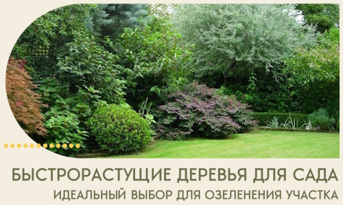 Быстрорастущие деревья для сада идеальный выбор в Сочи