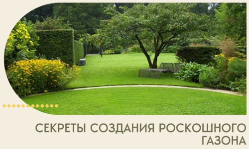 Секреты создания роскошного газона в Сочи